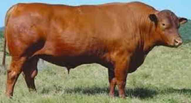 What Are The Characteristics Of Senepol Cattle