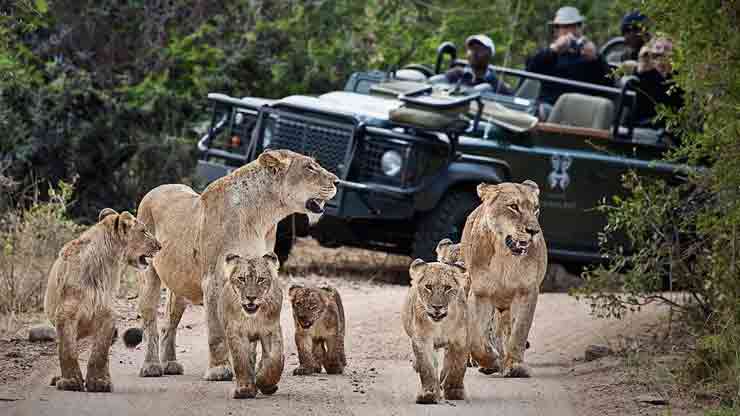 What Are the Benefits of Luxury African Safari Tours